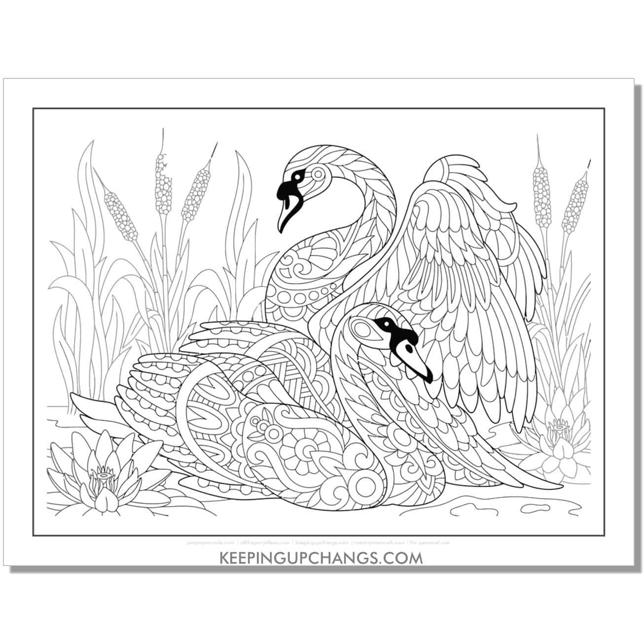 swan couple mating dance coloring page.