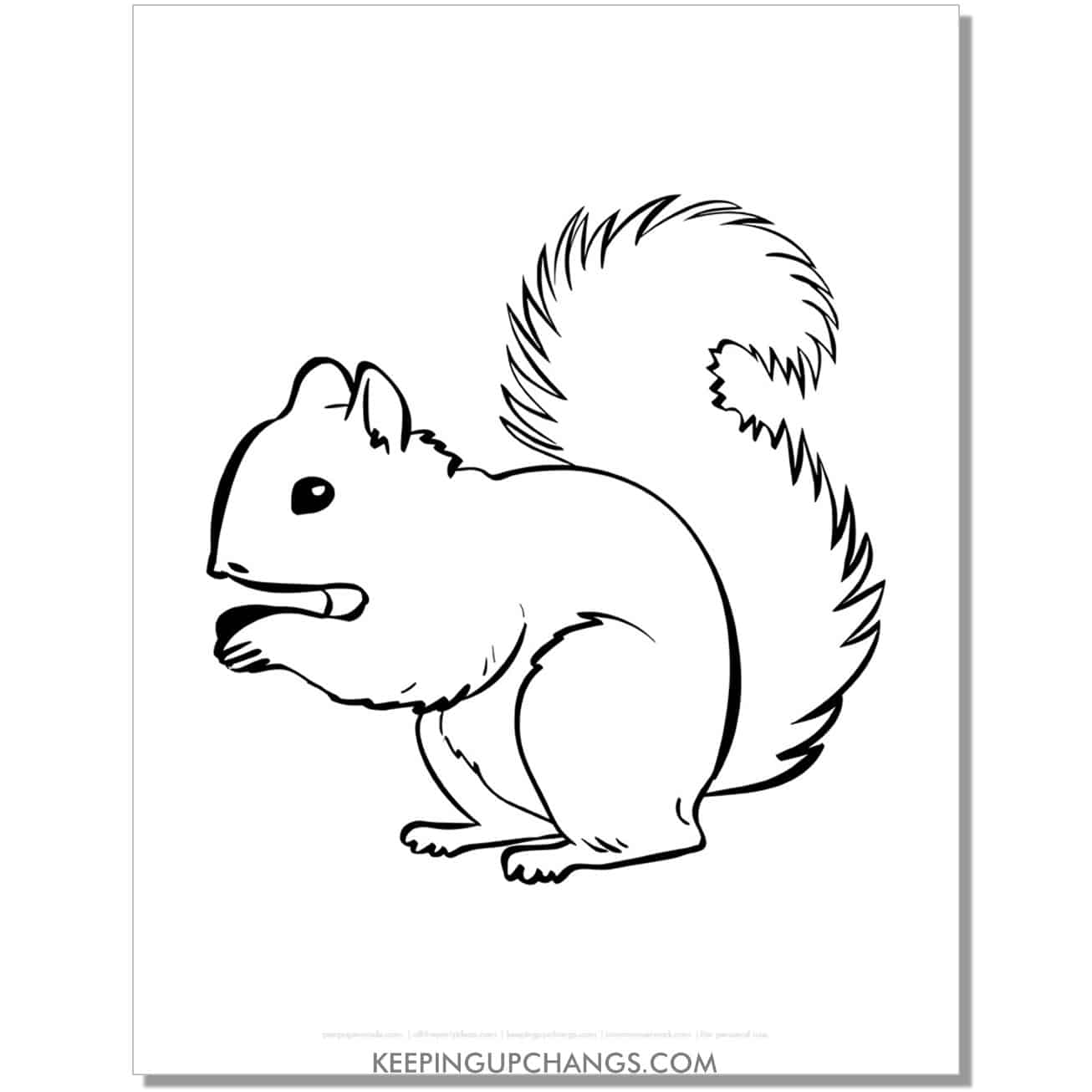 free realistic squirrel outline coloring page, sheet.