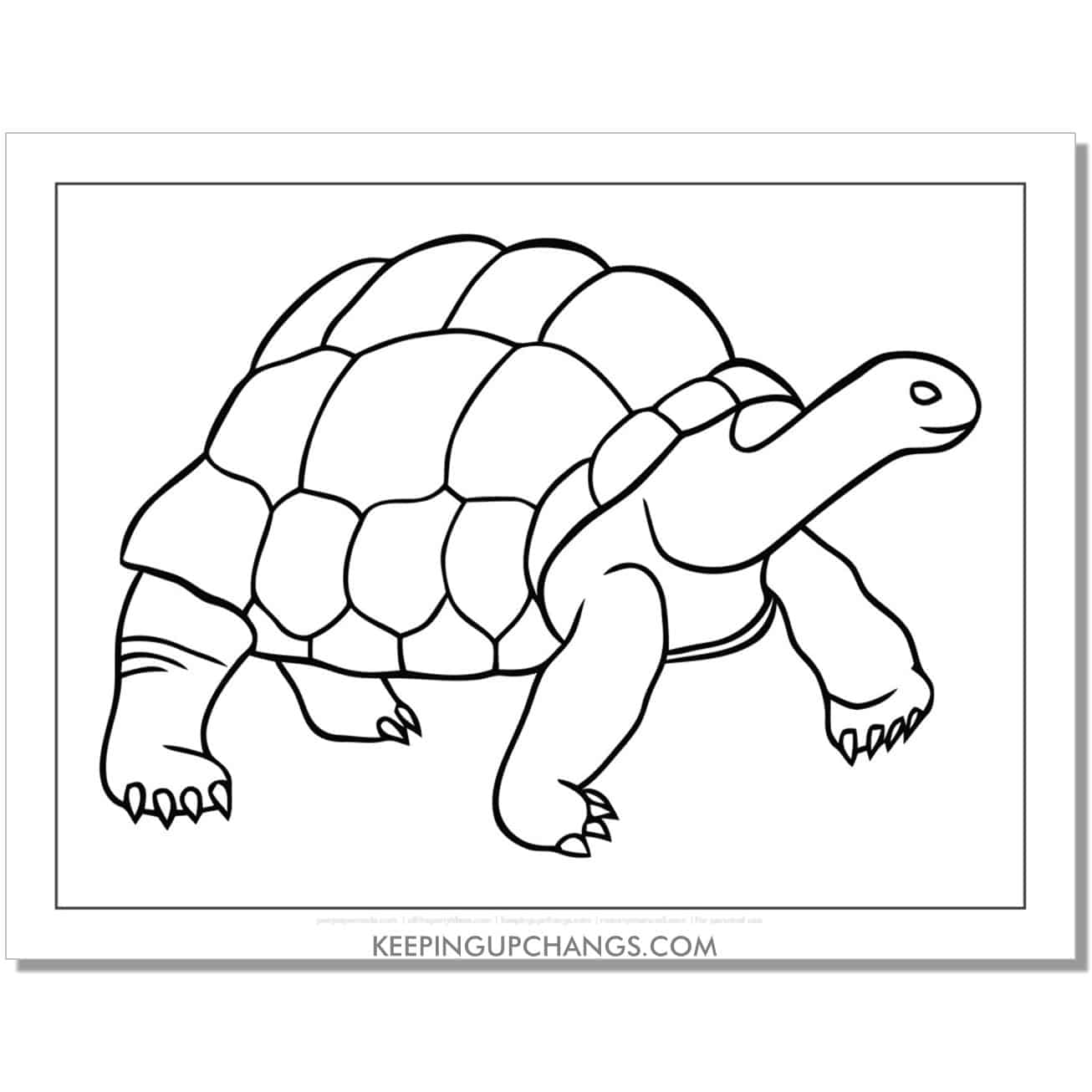 free simple tortoise coloring page, sheet.