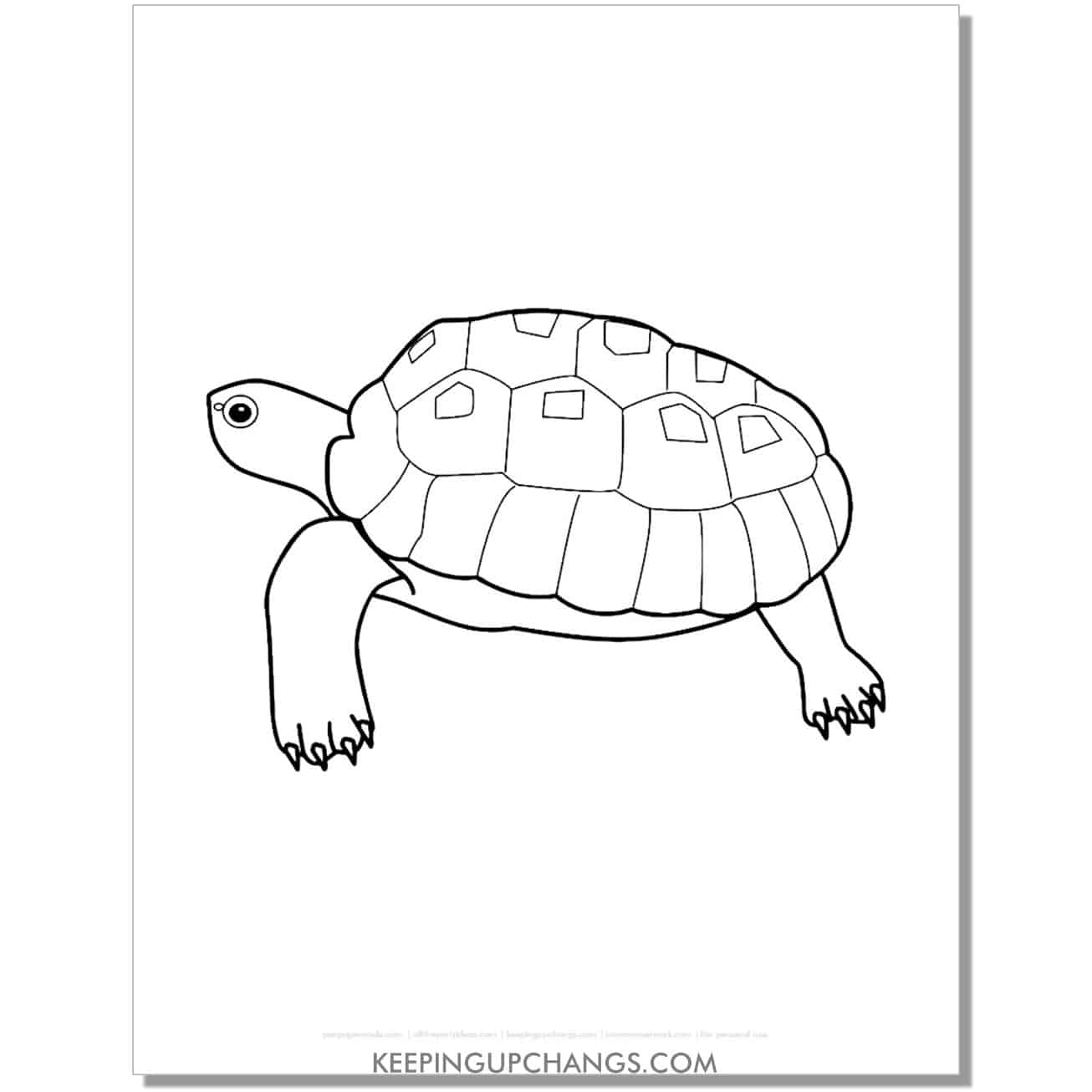 free turtle with claws hand drawing coloring page, sheet.