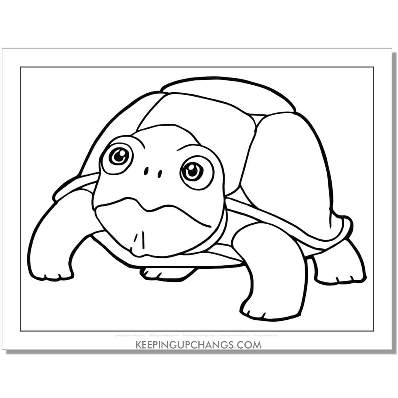 free realistic turtle coloring page, sheet.