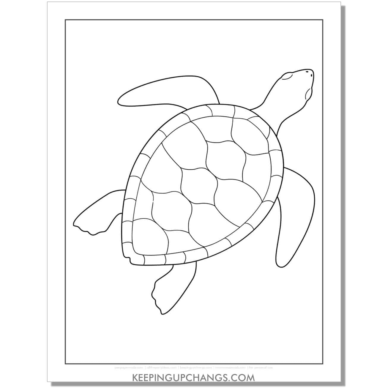 free simple turtle outline coloring page, sheet.