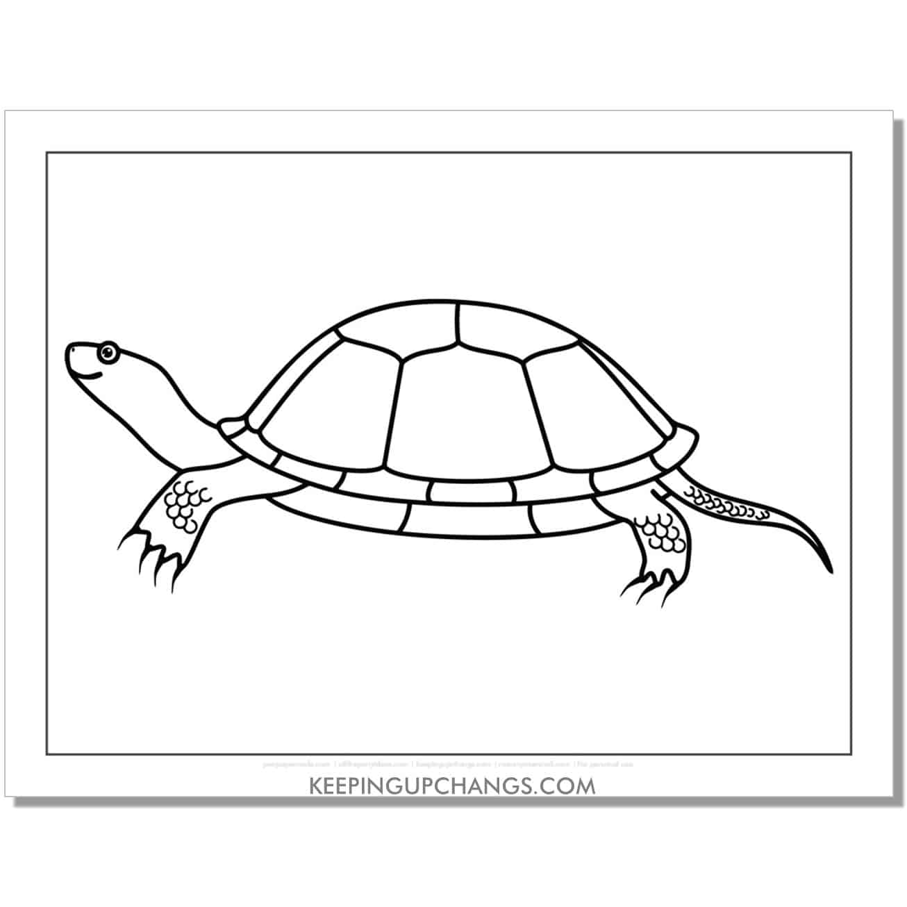 free turtle with scales coloring page, sheet.