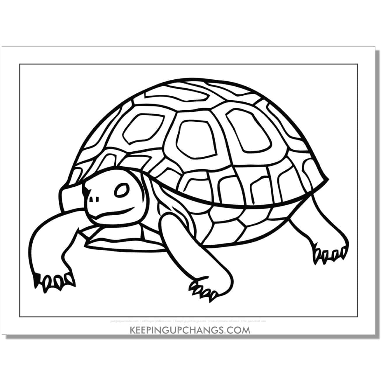 free high shell turtle coloring page, sheet.