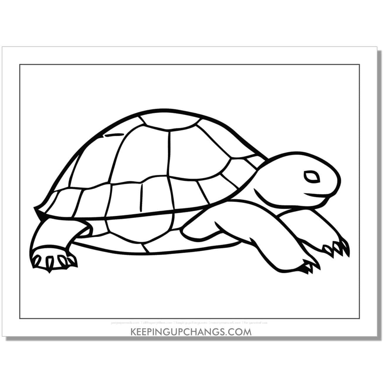 free simple turtle coloring page, sheet.